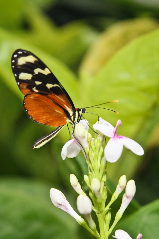 IMG_7156.jpg - Heliconius hecale  costa rica