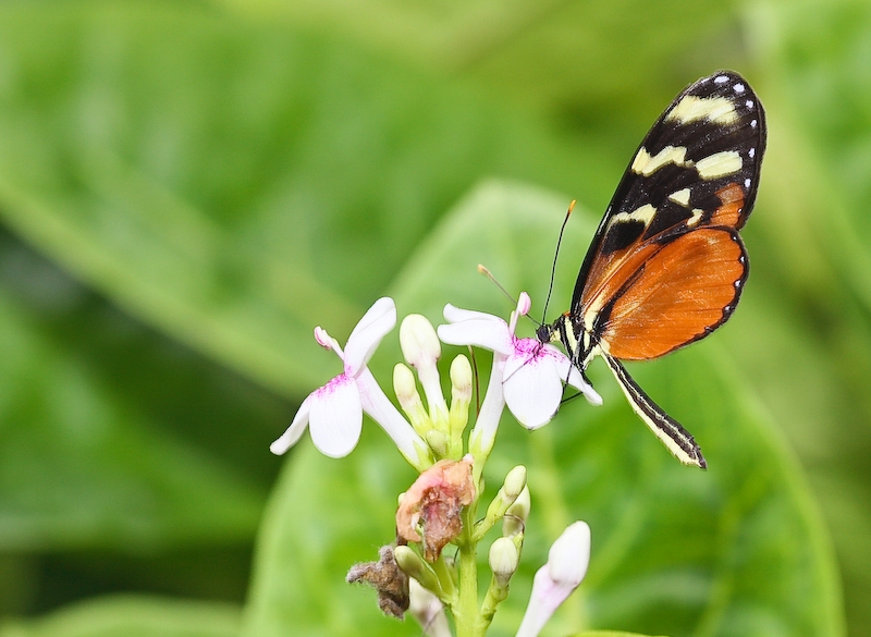 IMG_7160.jpg - Heliconius hecale  costa rica