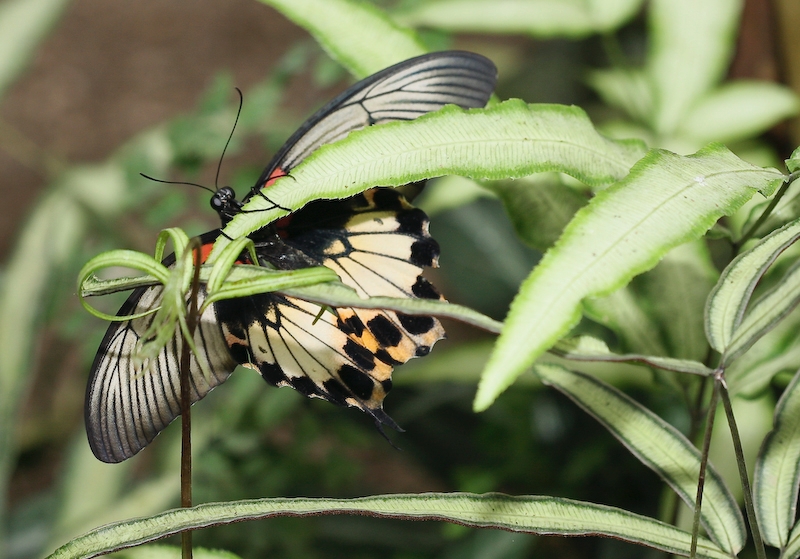 IMG_7181.jpg - paride photinus - papilionidae - costa rica