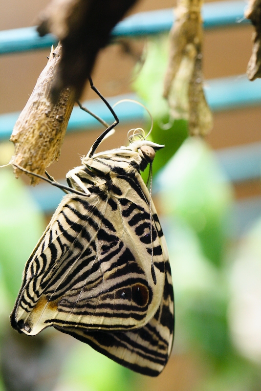 IMG_7202.jpg - Idea leuconoe gordita -Danaidae-