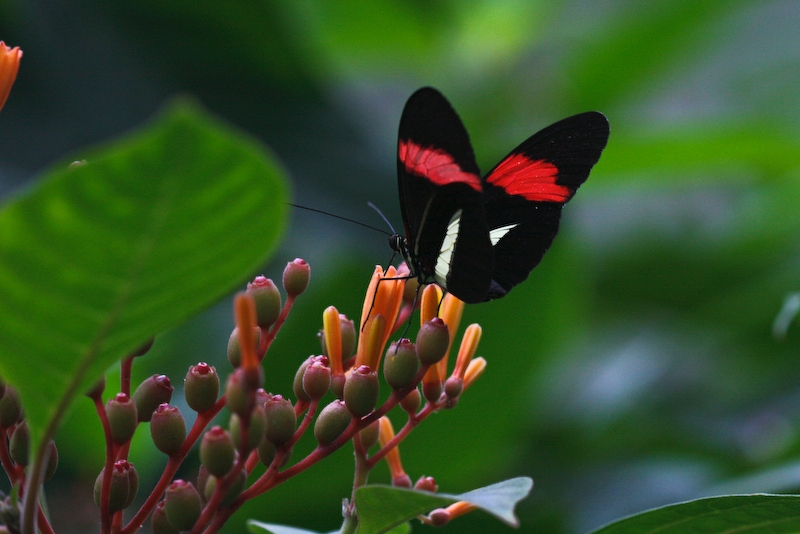 IMG_7249.jpg - costa rica héliconius sara