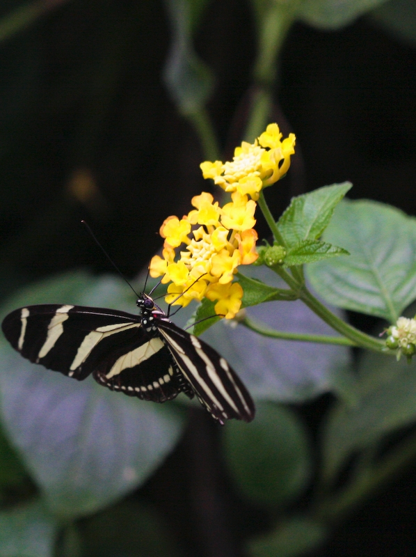 IMG_7286.jpg - Athyma perius -nymphalidae- malaisie