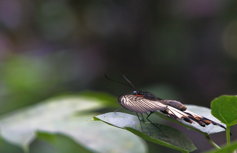 IMG_7313.jpg - papilio lowi - papilionidae- philippines