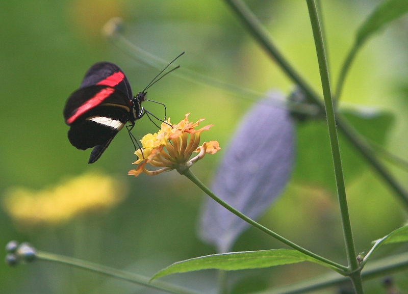 IMG_7339.jpg - costa rica héliconius sara