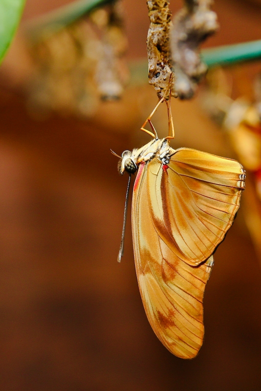 IMG_7386.jpg - Naissance du Papillons le sang n'a pas encore afflué dans ses ailes