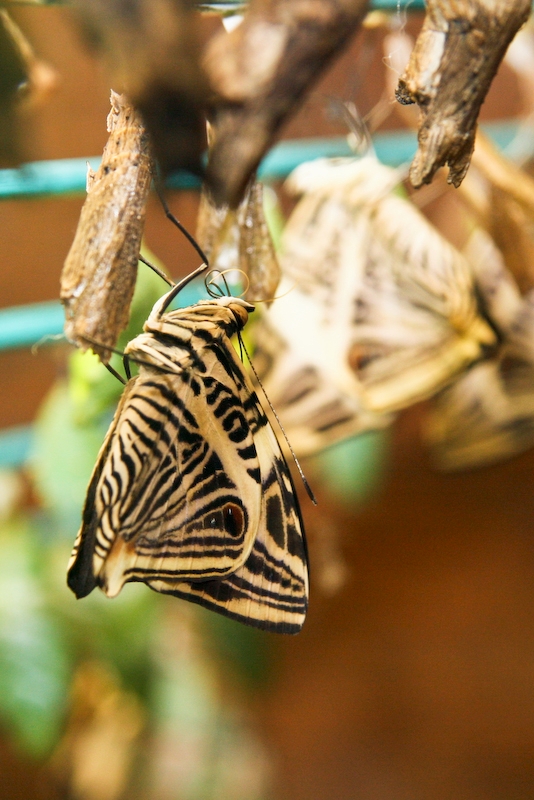 IMG_7388.jpg - Naissance du Papillons le sang n'a pas encore afflué dans ses ailes, dès que le seand a rempli et que les ailes sont seches il peut voler.