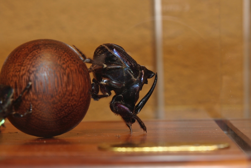 IMG_7395.jpg - Bousier