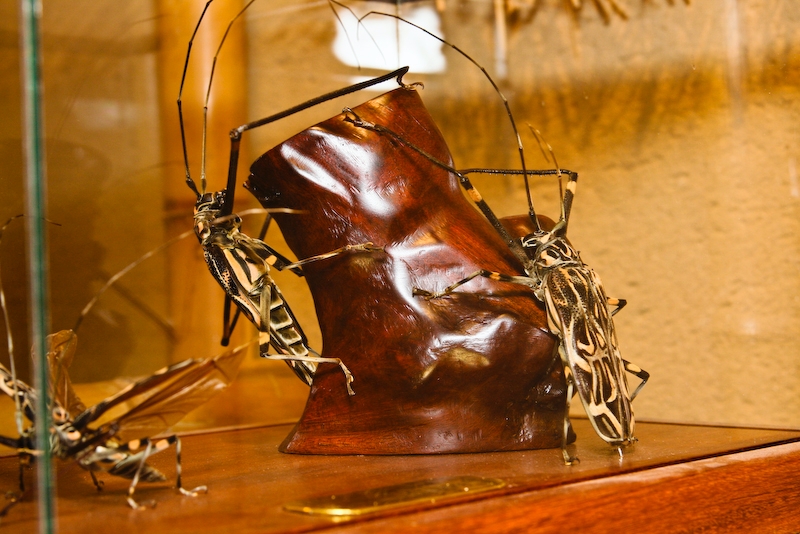 IMG_7404.jpg - acrocinus longimanus coléoptère(l'arlequin de guyanne)