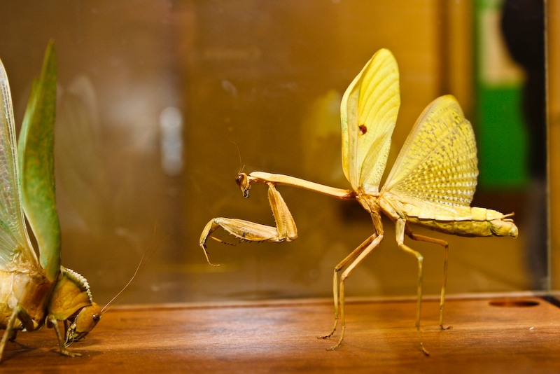 IMG_7407.jpg - Mante religieuse de Guyanne