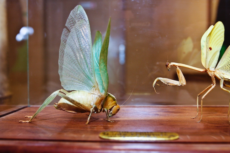 IMG_7408.jpg - sauterelle de Guyanne