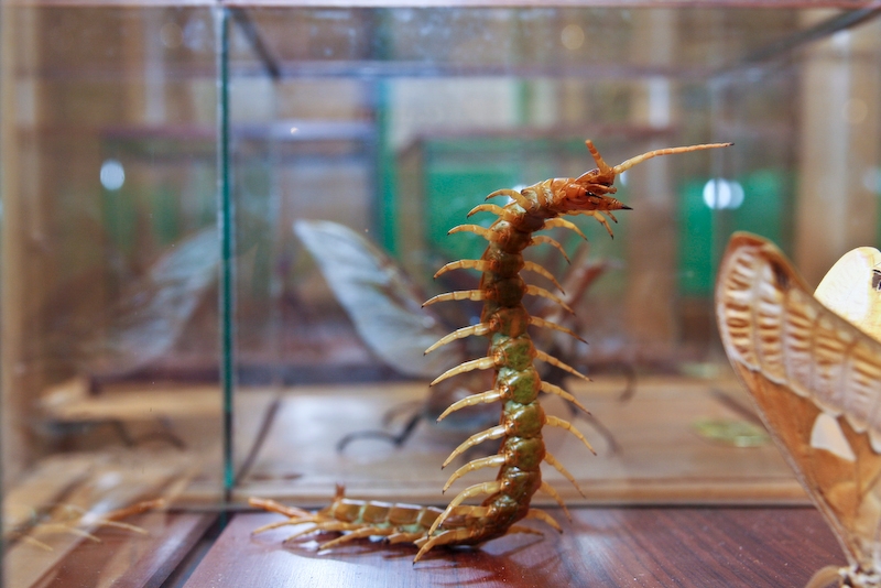 IMG_7412.jpg - Scolopendre