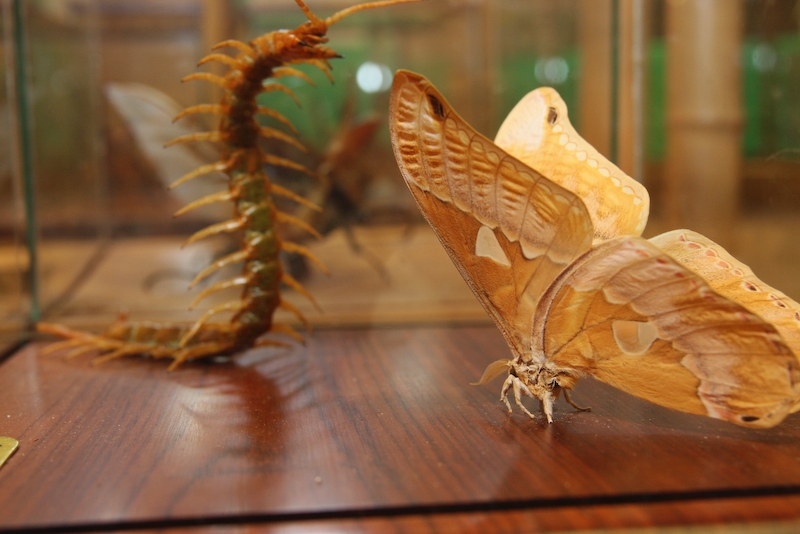 IMG_7413.jpg - Papillon de Nuit rothchild herpeus