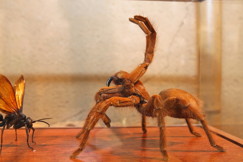 IMG_7418.jpg - Mygale theraphosa leblondi