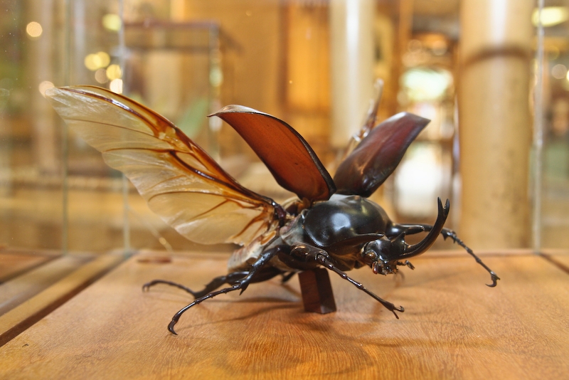 IMG_7422.jpg - Megasoma acteon (la mouche rhino) guyanne