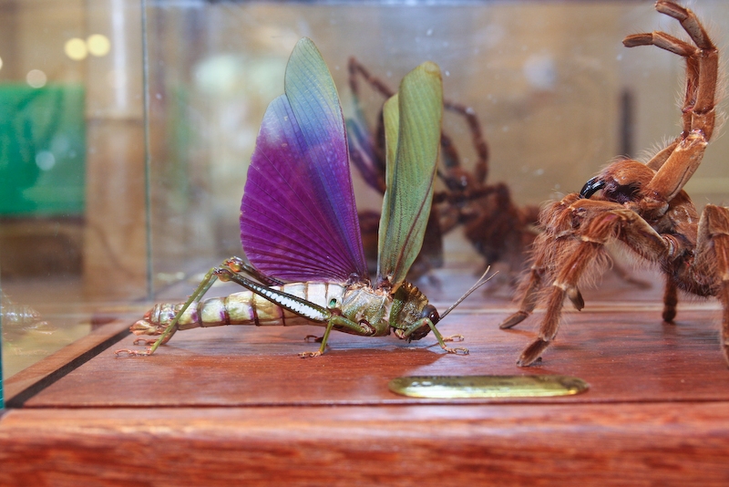 IMG_7429.jpg - Criquet & mygale