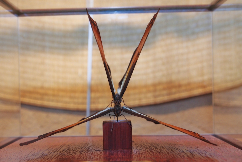 IMG_7433.jpg - accouplement Papillons de nuit (Morpho Hecuba)