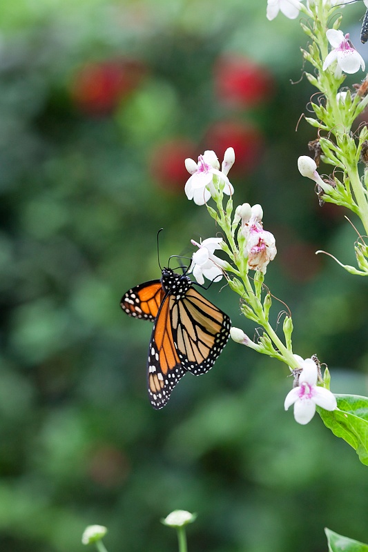 IMG_4127.jpg - monarque (Danaus Plexippus)