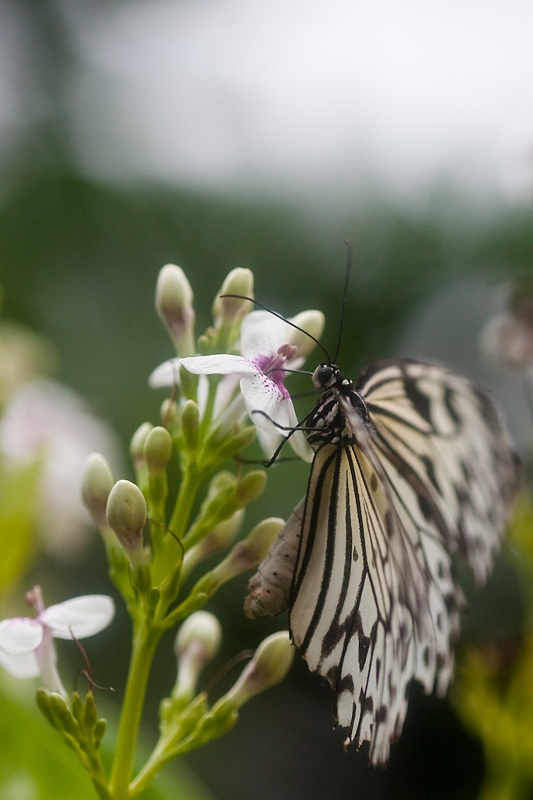 IMG_4159.jpg - Idea Leuconoe Gordita (Danaïdes)