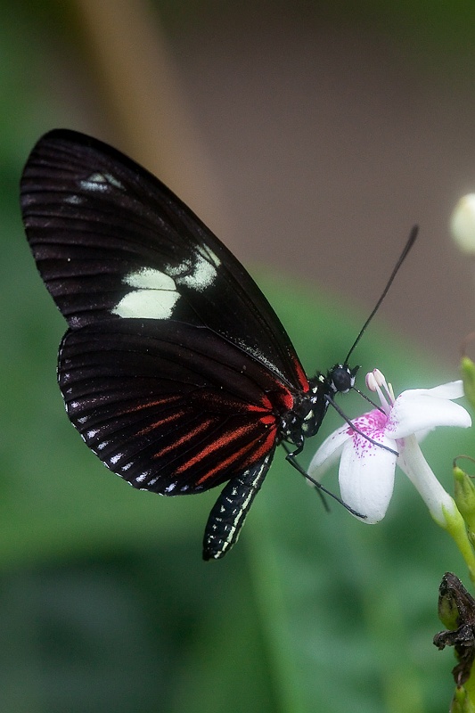 IMG_4177.jpg - Heliconius Sara (Héliconiiadae)