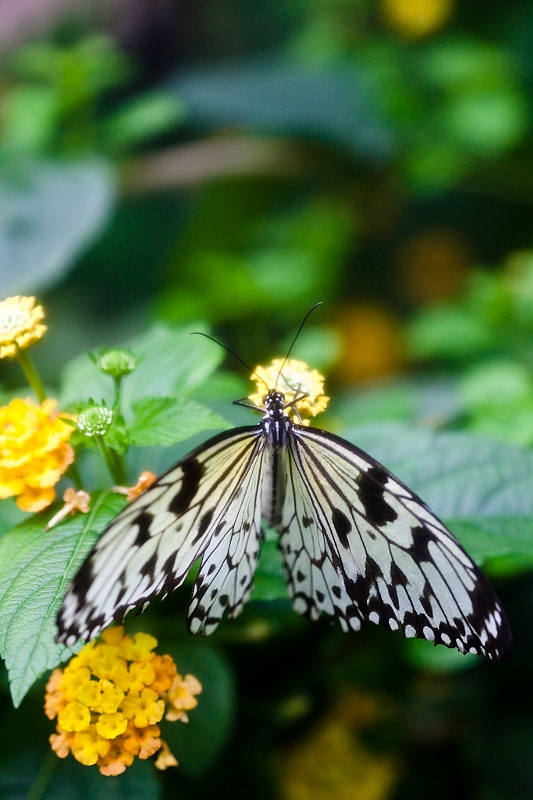 IMG_4206.jpg - Idea Leuconoe Gordita (Danaïdes)