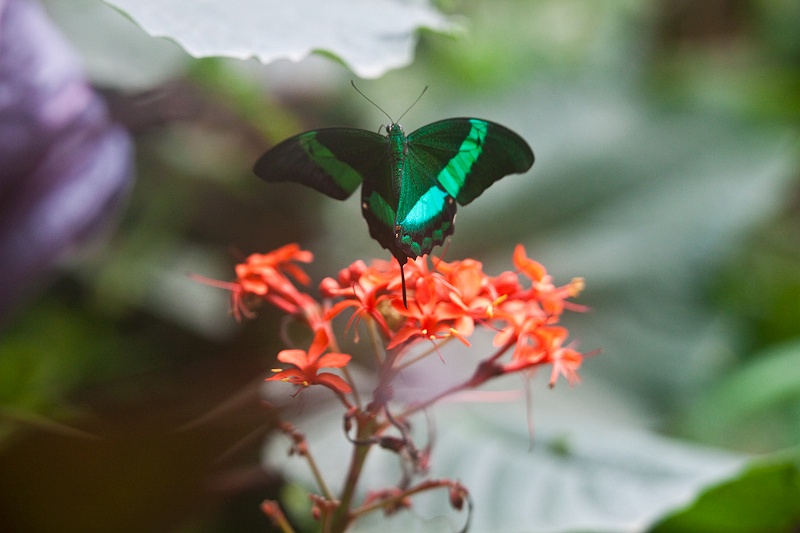 IMG_4242.jpg - Papilio Palinurus