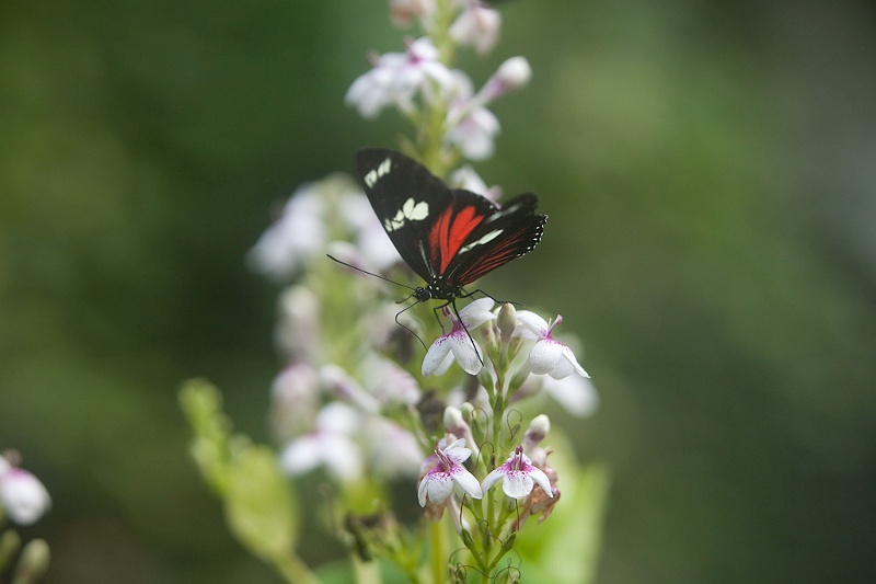 IMG_4246.jpg - Heliconius Sara (Héliconiiadae)