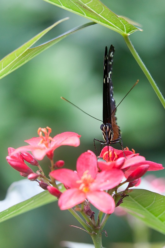 IMG_4266.jpg - Heliconius Hecale (Heliconiidae) du costa rica