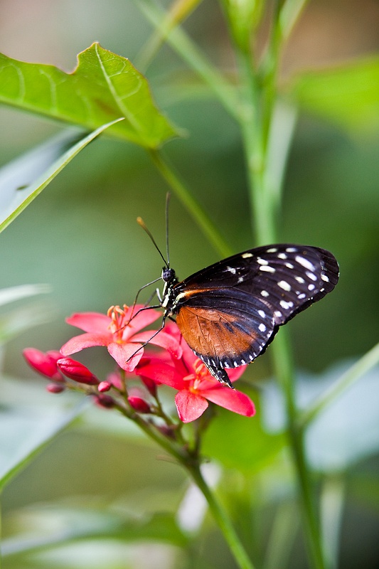 IMG_4277.jpg - Heliconius Hecale (Heliconiidae) du costa rica