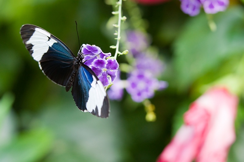 IMG_4330.jpg - Heliconius Cydno (heliconiidae)