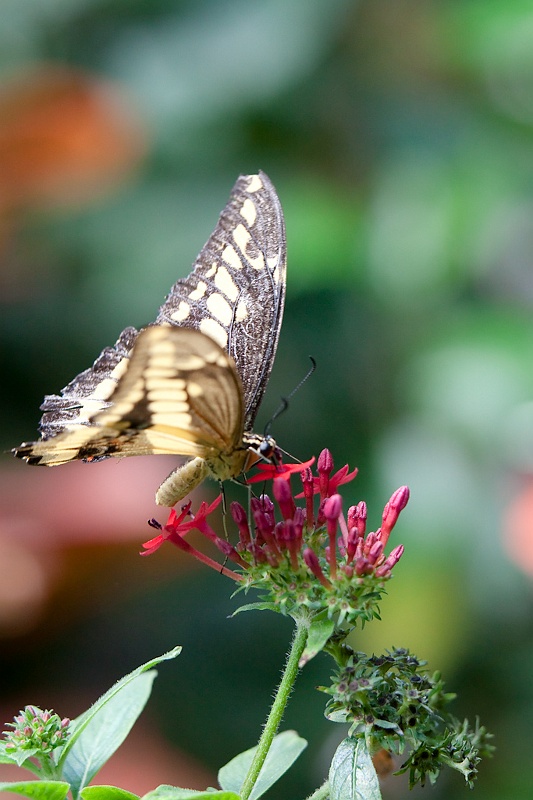 IMG_4337.jpg - un croisement ?