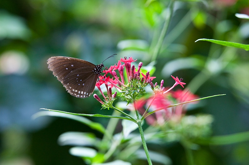 IMG_4343.jpg - Tirumala septentrionis (Nymphalidae)