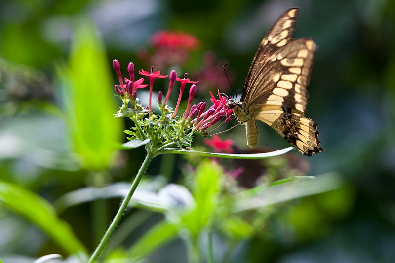 IMG_4349.jpg - papilio Constantinus (papilionidae)