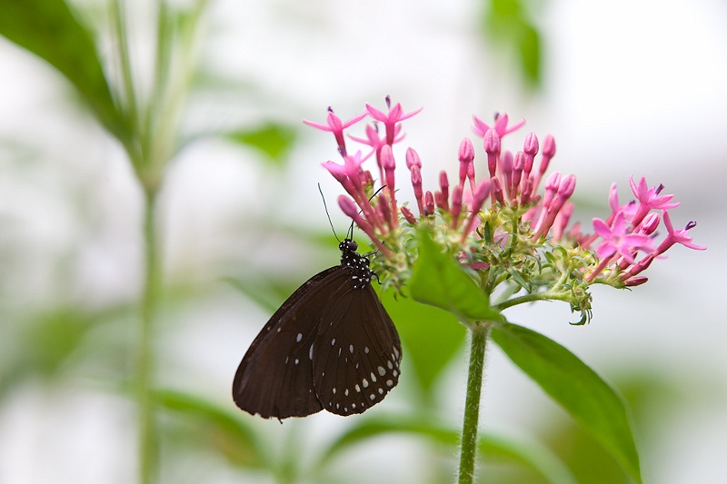 IMG_4386.jpg - Tirumala septentrionis (Nymphalidae)