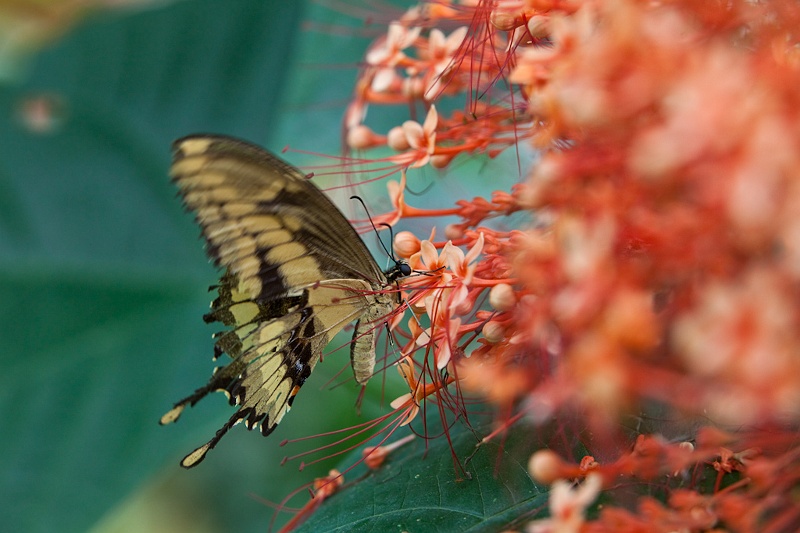 IMG_4437.jpg - papilio Constantinus (papilionidae)