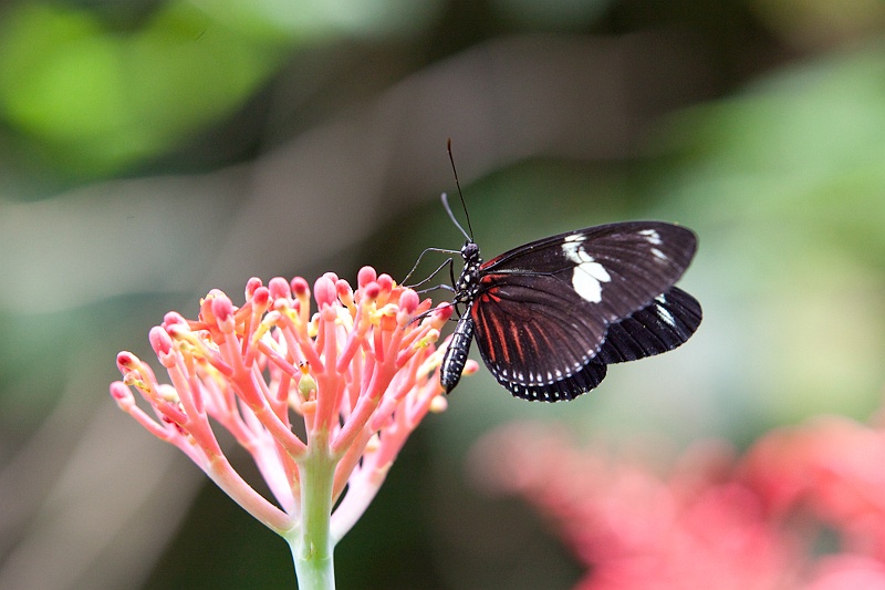IMG_4554.jpg - Heliconius Sara (Héliconiiadae)