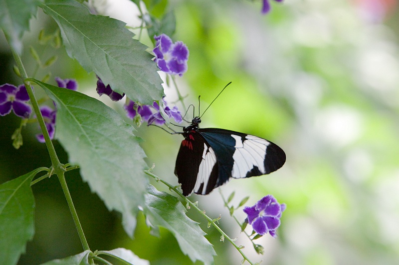 IMG_4558.jpg - Heliconius Cydno (heliconiidae)