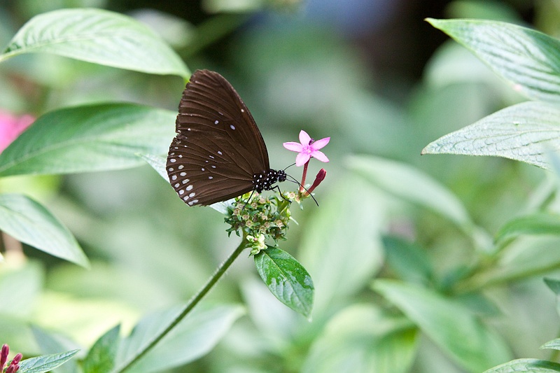 IMG_4572.jpg - Tirumala septentrionis (Nymphalidae)