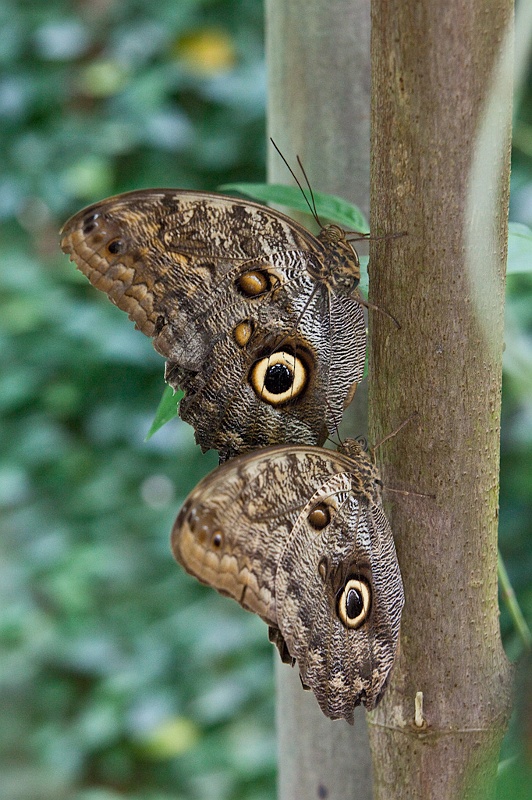 IMG_4579.jpg - Caligo Atreus (papillon hibou)