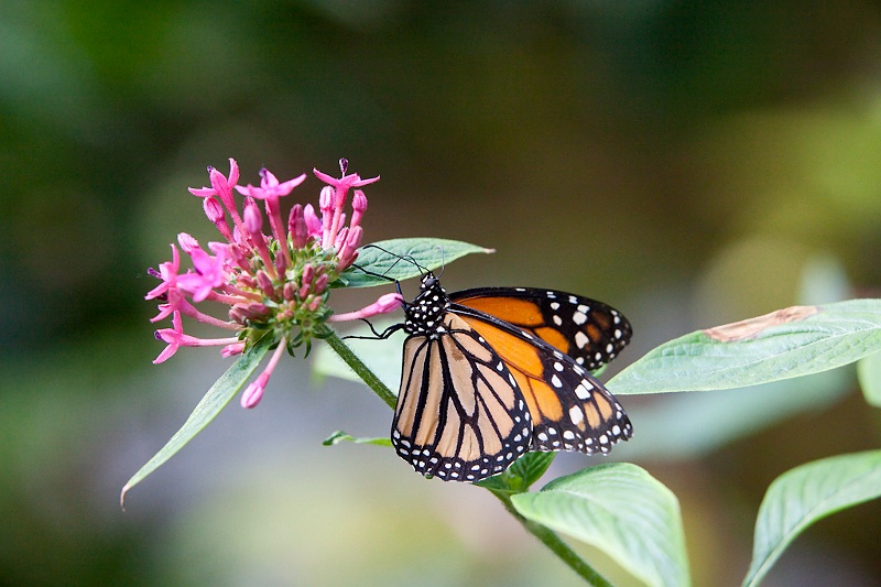 IMG_4590.jpg - monarque (Danaus Plexippus)