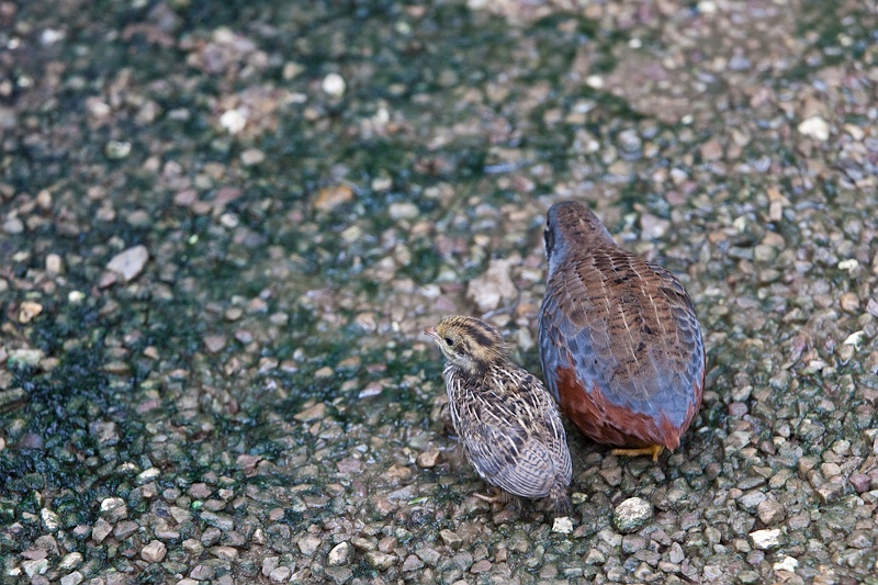 IMG_4621.jpg - les mangeurs d'arignées :)