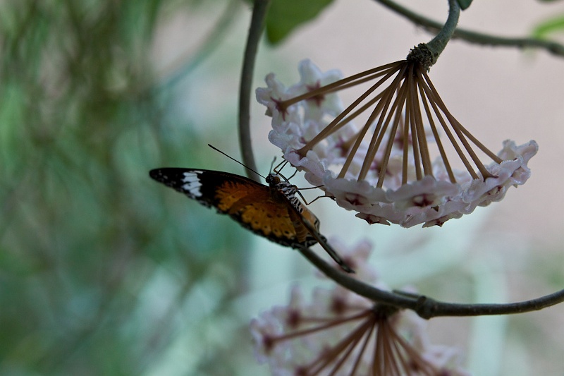 IMG_4662.jpg - Heliconius Sara (Héliconiiadae)