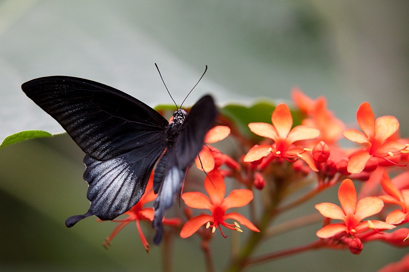 IMG_4710.jpg - Papilio Owi (Papilionae) des philippines