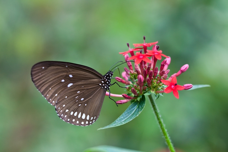 IMG_0809.jpg - Tirumala Septentrionis (nymphalidae)