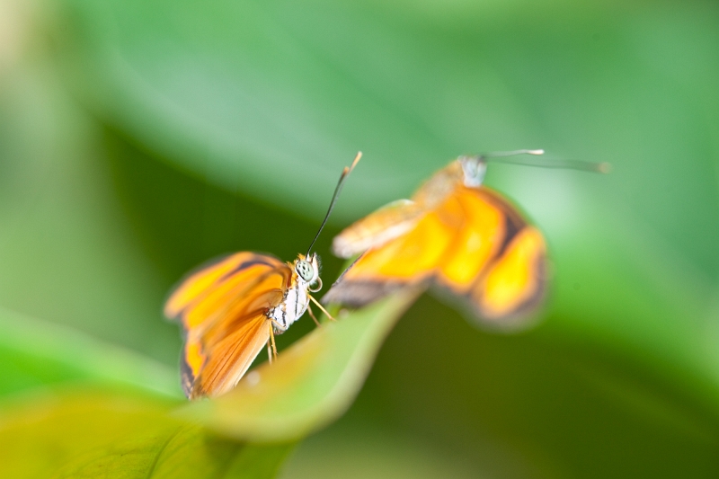 IMG_0836.jpg - Dryas Julia (heliconiidae)