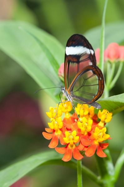 IMG_0853.jpg - Greta Oto