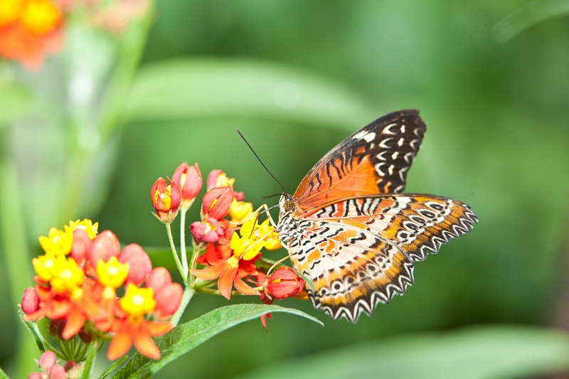 IMG_0855.jpg - Cethosia biblis