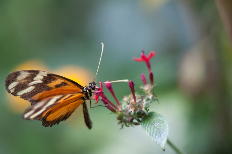 IMG_0958.jpg - heliconius Hecale (Hliconiidae)