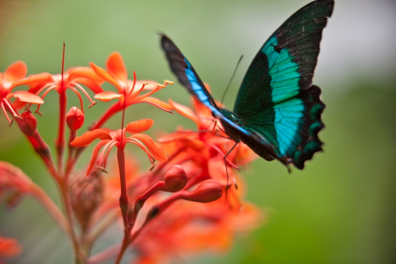 IMG_0977.jpg - Papilio Palinurus (Papilionidae)