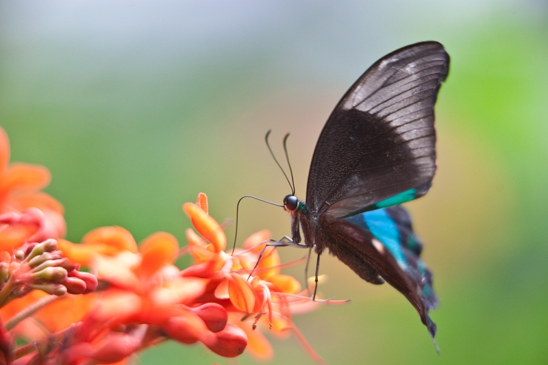 IMG_0993.jpg - Papilio Palinurus (Papilionidae)