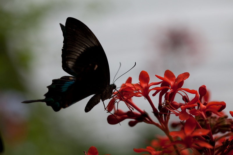 IMG_1053.jpg - Papilio Palinurus (Papilionidae)